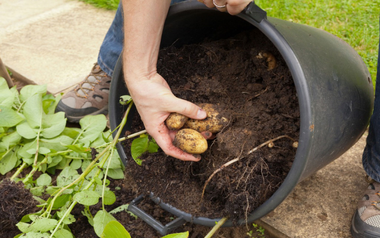 12-amazing-uses-for-potatoes-11.jpg