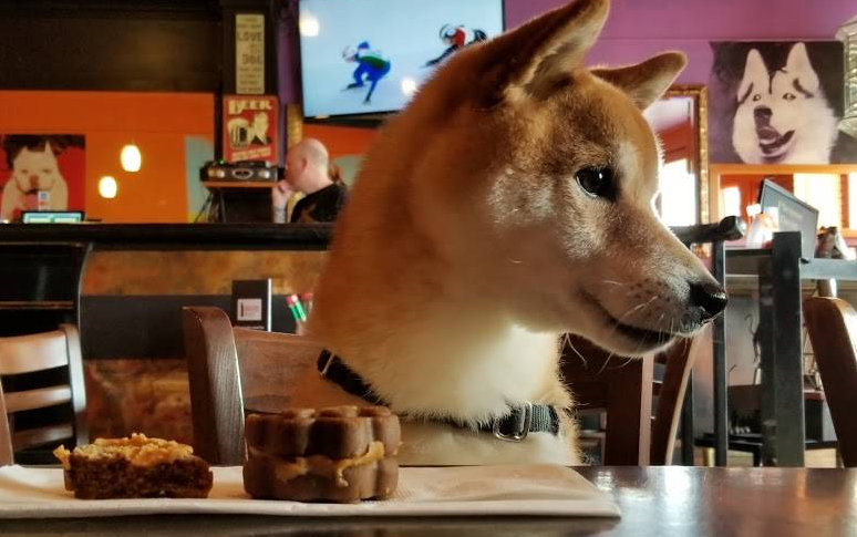 14-best-dog-friendly-restaurants-in-usa-10.jpg