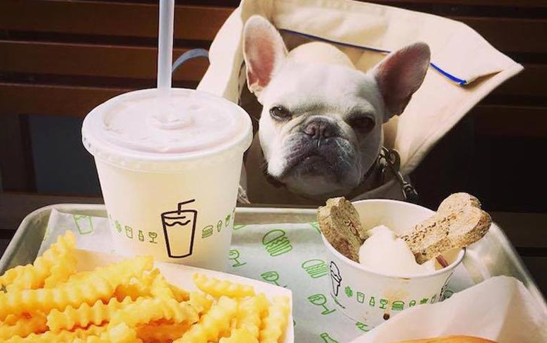 14-best-dog-friendly-restaurants-in-usa-3.jpg