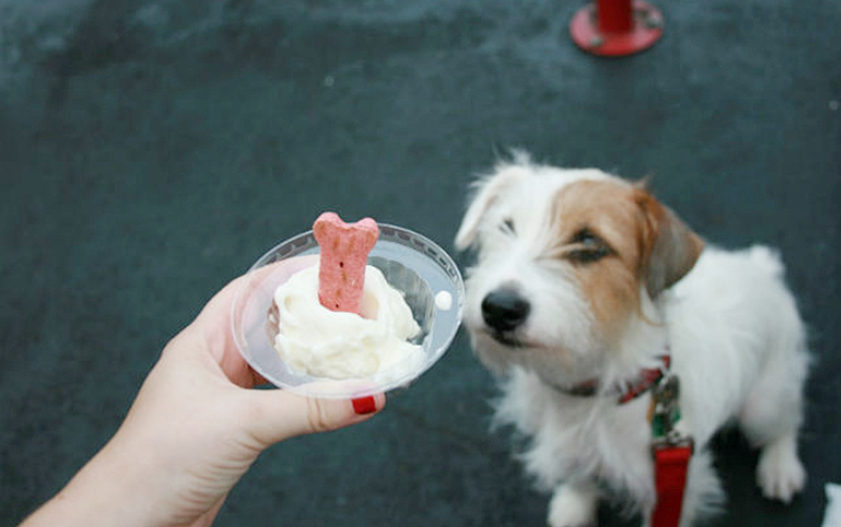 14-best-dog-friendly-restaurants-in-usa-4.jpg