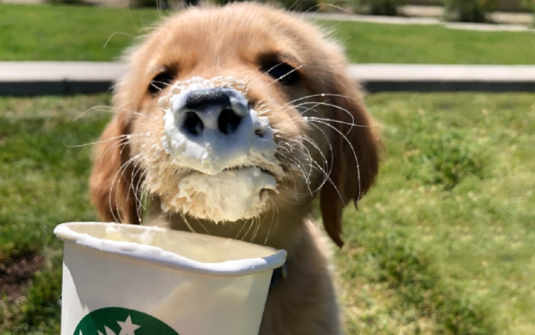 14-best-dog-friendly-restaurants-in-usa-9.jpg