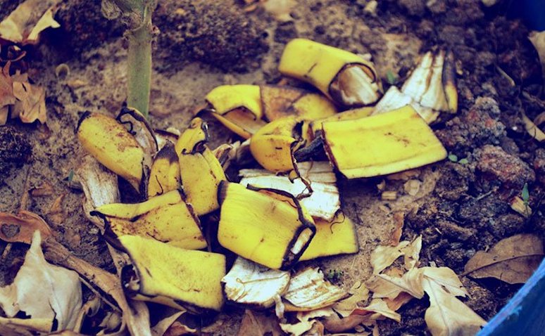 14-surprising-things-banana-peels-can-do-for-you-3.jpg