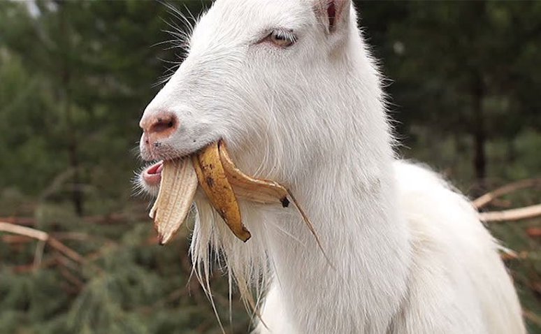 14-surprising-things-banana-peels-can-do-for-you-7.jpg