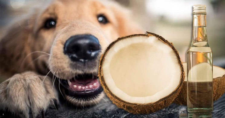 15-incredible-benefits-of-coconut-oil-14.jpg
