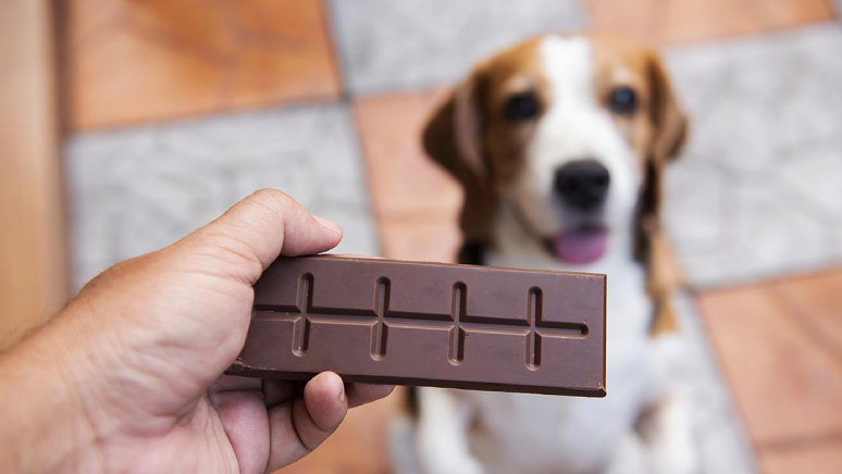 5-human-foods-that-can-be-fatal-to-dogs-3.jpg