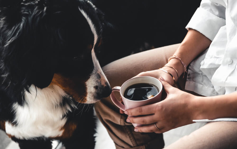 5-human-foods-that-can-be-fatal-to-dogs-6.jpg