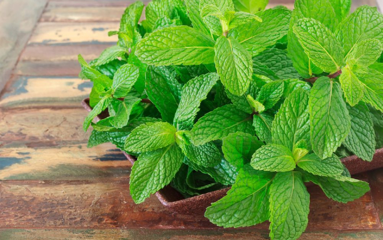 6-health-benefits-of-mint-2.jpg