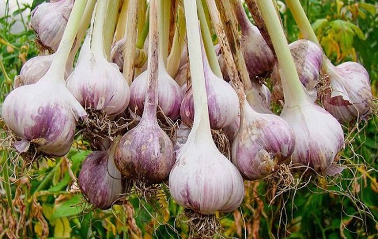 6-surprising-facts-about-garlic-3.jpg
