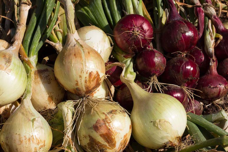 7-fascinating-facts-about-onions-9.jpg
