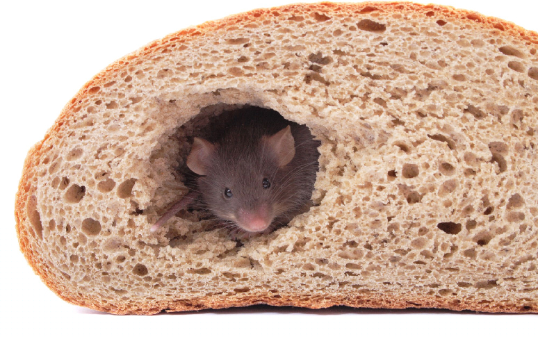 9-grossest-things-the-fda-allows-in-our-food-10.jpg