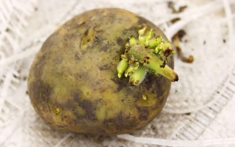 are-green-potatoes-safe-to-eat-3.jpg