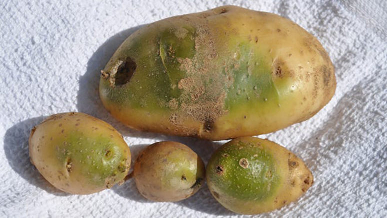 are-green-potatoes-safe-to-eat-4.jpeg