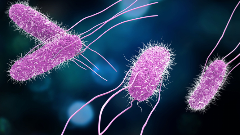frozen-cooked-shrimp-caused-a-salmonella-outbreak-in-several-states-2.jpg