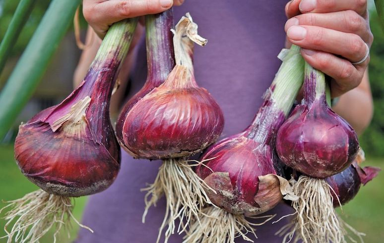 health-benefits-of-eating-onions-4.jpg