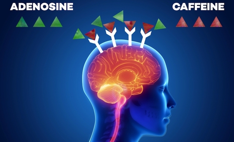 is-caffeine-good-for-health-or-not-4.jpg
