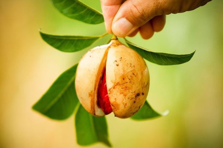 nutmeg-the-heady-and-blood-soaked-spice-1.jpg