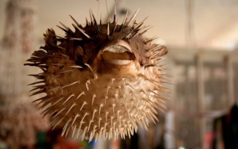 terrifying-five-bucks-says-you-dare-not-eat-them-3.jpg