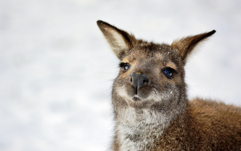 terrifying-five-bucks-says-you-dare-not-eat-them-7.jpg