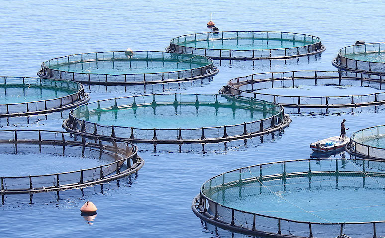 watch-out-farm-raised-salmon-is-ruining-your-health-4.jpg