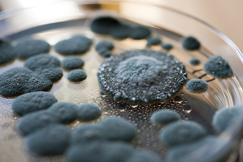 what-happens-if-you-accidentally-eat-moldy-food-2.jpg