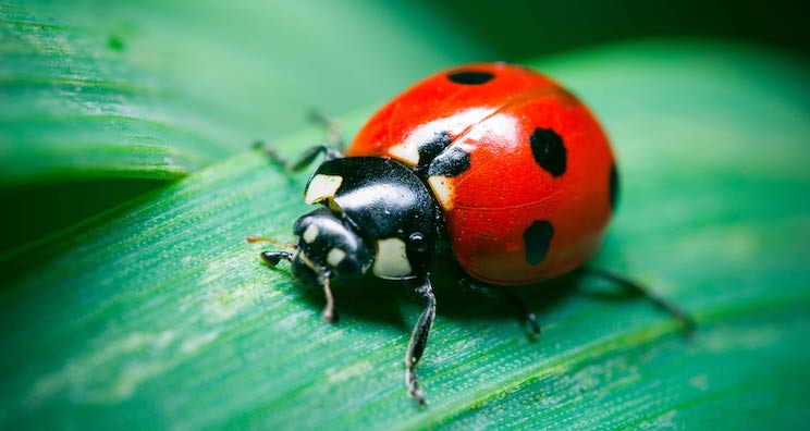 you-re-eating-bugs-without-knowing-it-1.jpg